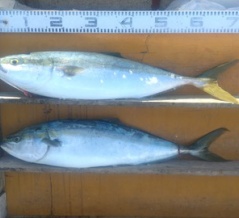 　　　　　　　　２０２５年12月6日