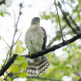 東京港野鳥公園　レンジャーブログ
