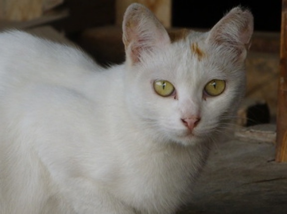 ウチューネコ一族？　20260414