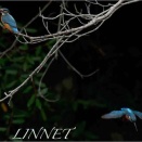カワセミ（Common　Kingfisher）