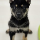 350078 柴犬