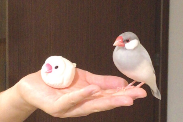 シルバー文鳥ピノワさん