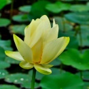 私市植物園のキバナハスとハスに止まるショウジョウトンボ雄。