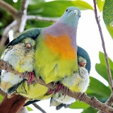 愛情たっぷり！個性を感じる鳥の子育ての瞬間が面白い「こんな場所でこんな風に」