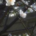 花の正月　９　白梅