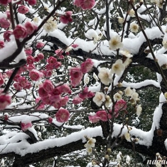 梅を求めて’26＜3＞ 雪景色の梅林坂＠皇居 （2月8日’26）