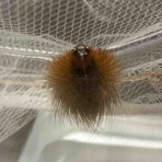 庭の生き物を愛でてます