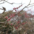 砧公園の梅