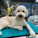 【トリミングブログ】きんちゃくくん