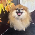 トリミングのお客様(9/1～4日)