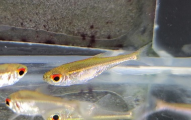 『10月22日(土)　熱帯魚入荷情報』の画像