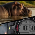 今年のアースウォッチのモチーフは絶滅に瀕するカバ！ベースはマッドマン「GW-9500」。