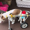 お家で車椅子