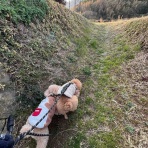 島暮らしのまっさん（淡路島）