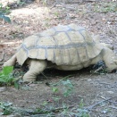 ベルリン会談を経て、和平への道は一歩ずつ亀の歩み