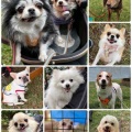 HOMECOMING PARK & SHINAGAWA URBAN Pet Life譲渡会 ご支援品のご紹介♪