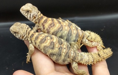 『爬虫類入荷情報！』の画像