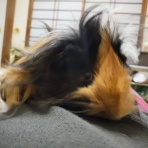 早乙女チャンネル２