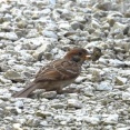 2026年7月20日の野鳥公園