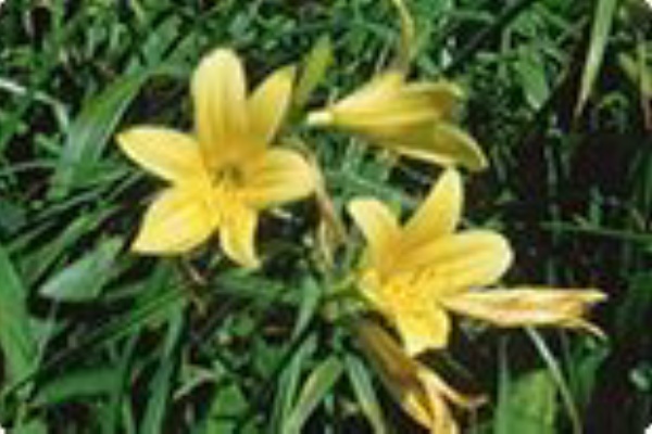 A Day In The Life 誕生日 誕生花