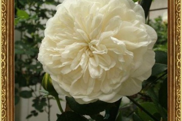 薔薇の香りに誘われて ティ系