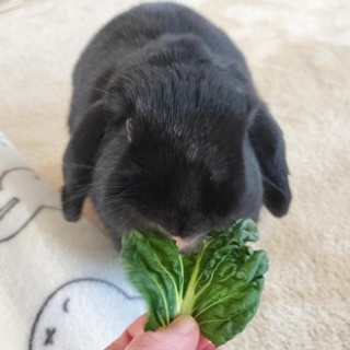 ぶ〜に〜の暮らし