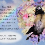 ペットセレモニーベル天国の天使達