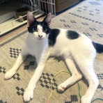 うちのとらまる