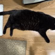床で寝そべる季節