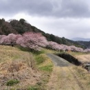 今日もお花見ウォーキング、