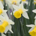 庭の水仙４