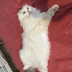猫式ブログ～里親募集型猫カフェ
