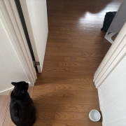 お互いが気になる猫たち