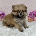 今週入舎のわんちゃん🐶🐾ねこちゃん🐱🐾