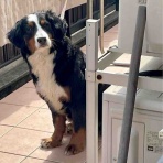 バーニーズのジョンとわんこの里親探し