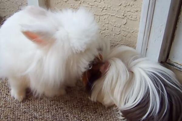 うのくらし モルモット