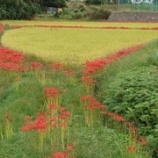 『薔薇の樹苑ショートステイ/彼岸花を見に行ってきました!』の画像