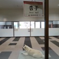 秋田犬の里ふたたび(2026.7)