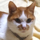 あっくんの誕生日♪　【14歳：思い出アルバム】＿黒猫な日常：クロネコ「黒龍」