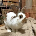 保護うさぎ譲渡会 第31回 保護うさぎさんに逢おうの会in大阪【12/14】