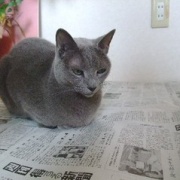 モモを迎えた前日の猫たちの様子