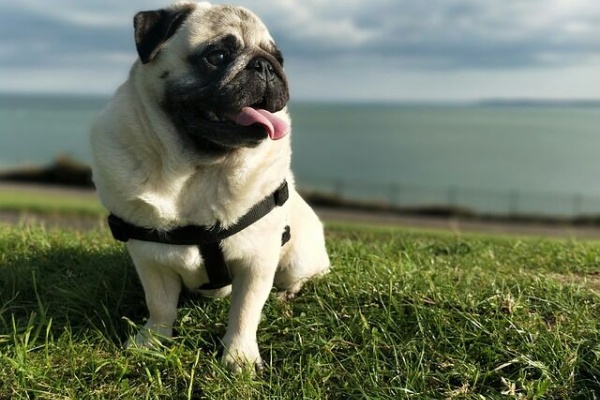 つぶちゃん Twitterまとめ まだ結婚できない男