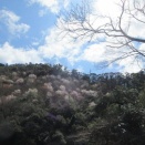 有用広葉樹の植林