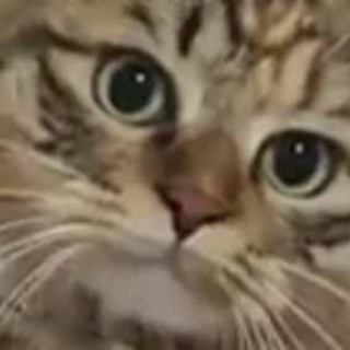 猫の動画 ねこわん！