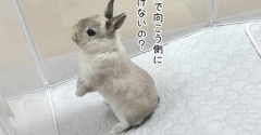 うさぎのルリ(7/11追記)