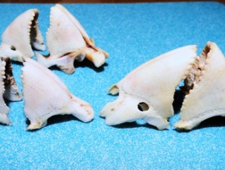 釣果は自然からの賜り物