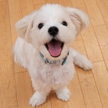 『今日のシェルター』の画像