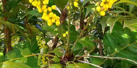 気分は花ラー Hana Rer 安芸の國 日々の花と自然 13