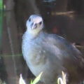 ヒクイナの幼鳥が２羽なったⅡ🐦‍⬛🐦‍⬛📸（多々良沼公園）