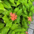 雨降り後の庭の花たち（ガンピ、ランタナ、ミニヒマワリ、ジニア）